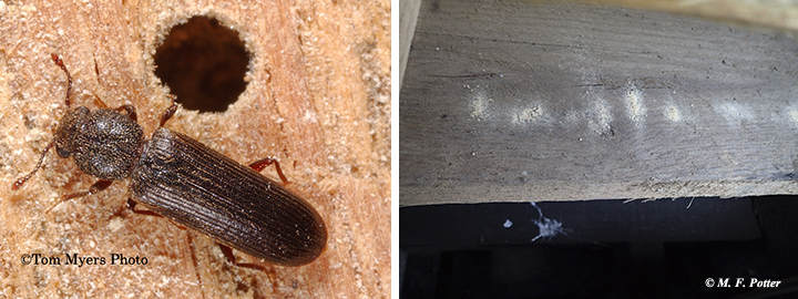 Lyctid powderpost beetle near an exit hole (photo on right shows powder on a pallet)