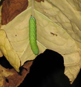 Hornworm