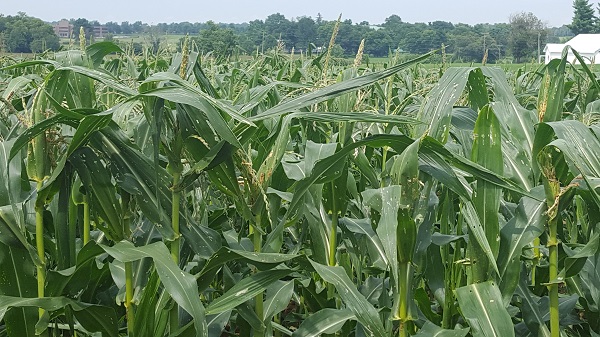 fall armyworm damage