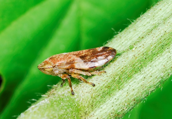 An adult spittlebug