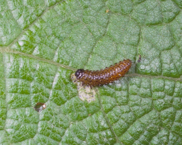 Grape flea beetle larva.