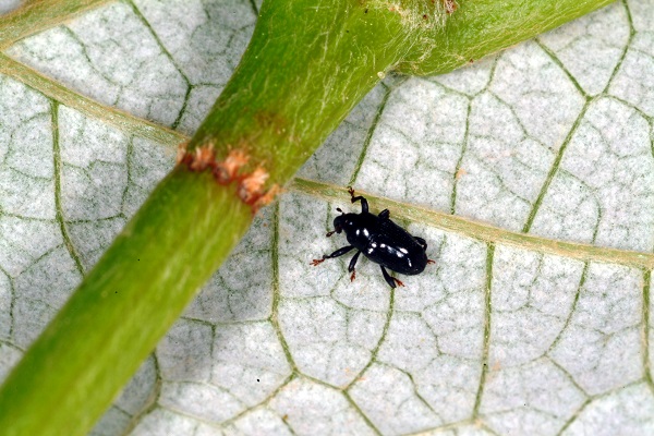 Grape cane girdler and damage.