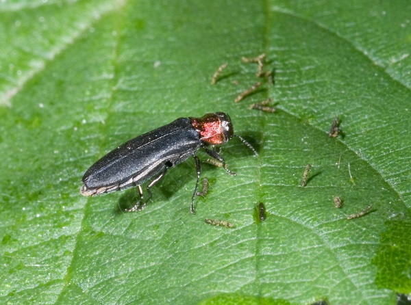 Figure 1. Rednecked cane borer adult.