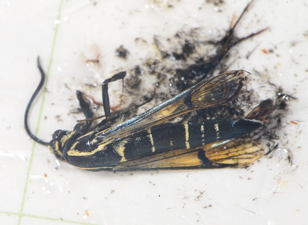 Figure 1. Lesser peachtree borer stuck on pheromone trap.