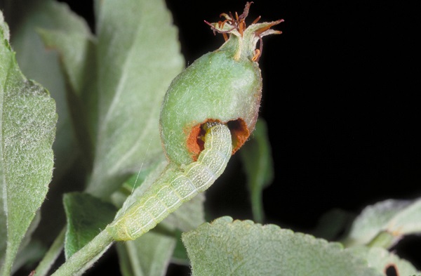 Figure 1.Green fruitworm damaging young apple.