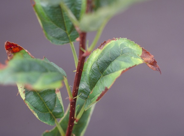 Figure 1. Potato leafhopper damage to apple.