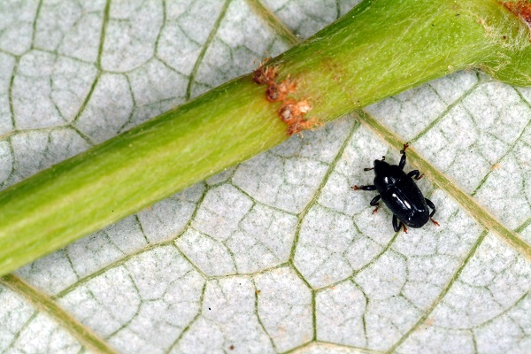 Figure 1. Grape cane girdler and damage.