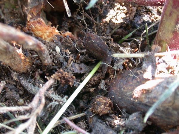 Figure 3. Raspberry crown borer injury to blackberry plants.