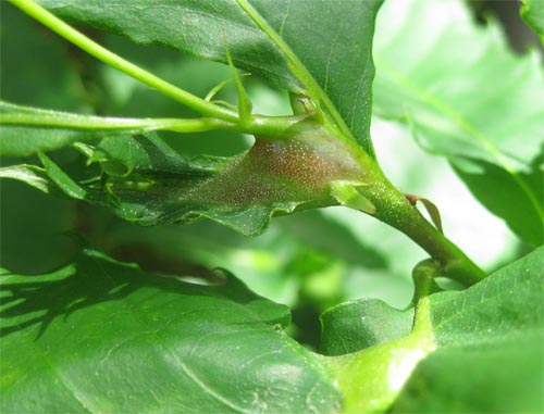 or globular galls on actively growing chestnut shoots, petioles, or leaves.