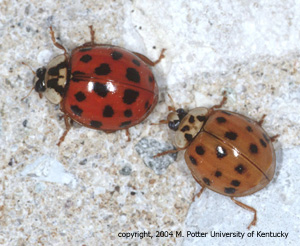 Asian Lady Beetles