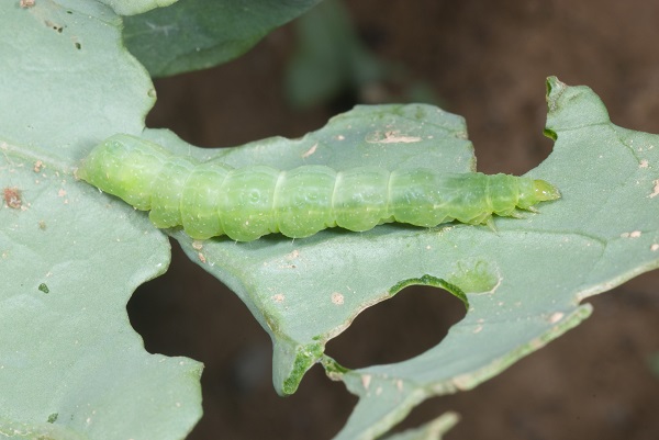 Figure 2. A cabbage looper's body  is narrow  near its head.