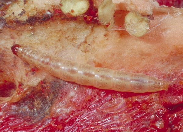 Figure 1. European corn borer is less common since the introduction of Bt corn.