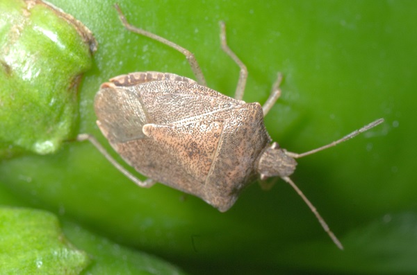 Figure 4. Brown stink bug on pepper fruit.