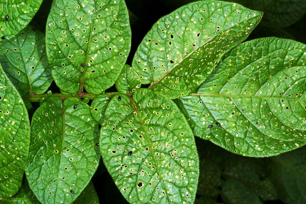 Figure 7. Flea beetles leave characteristic small round holes in leaves.