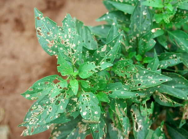 Figure 3. Beet armyworm damage to pepper plants.