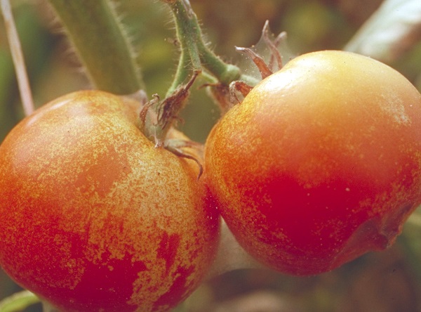 Figure 2. Heavy mite damage is accompanied by webbing.