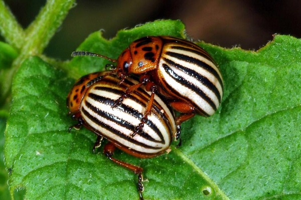 Figure 1. Colorado potato is commonly referred to as the 'potato bug'.