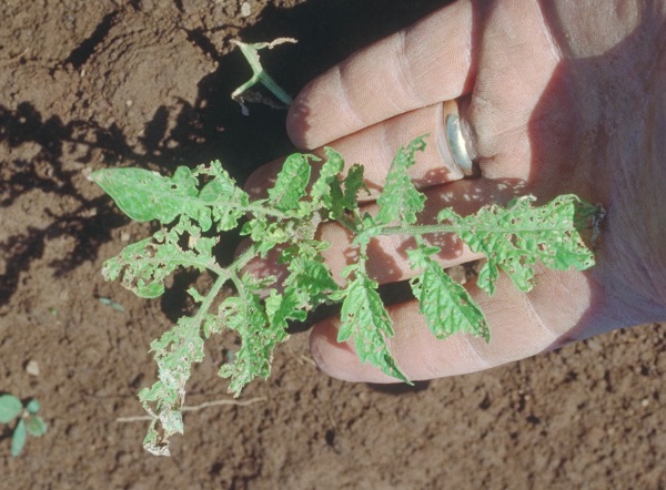 Figure 1. Flea beetle damage to tomato seedling.