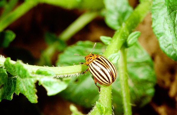 Figure 3. Adult Colorado potato beetle.