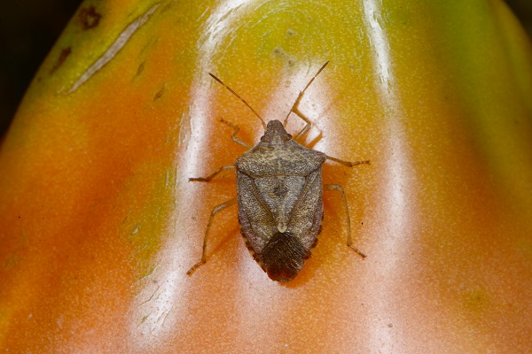 Figure 5. Adult brown stink bug.