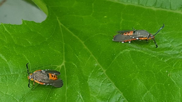 Figure 2. Squash vine borer moths on squash leaf.