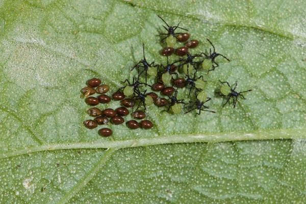 Figure 4. Squash big eggs and newly hatched nymphs.