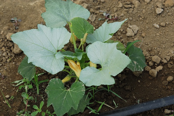 Figure 2. Silvery appearance to upper surface of infested leaves