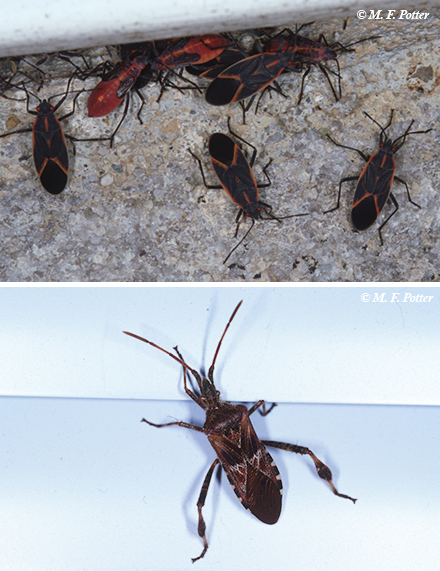 boxelder bug and WCSB