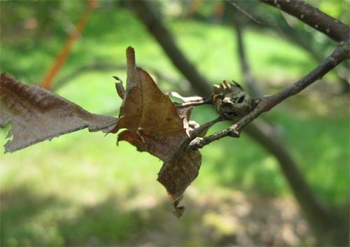 Galls are often retained on the tree through the winter, making them especially helpful in diagnosis.