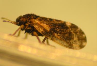 Hackberry Psyllid