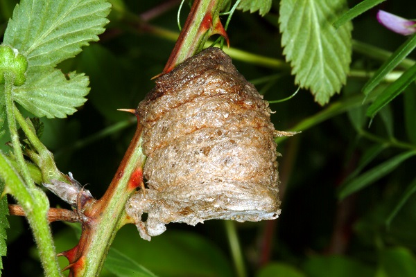 Figure 4. An egg mass (ootheca) of the Chinese mantis.