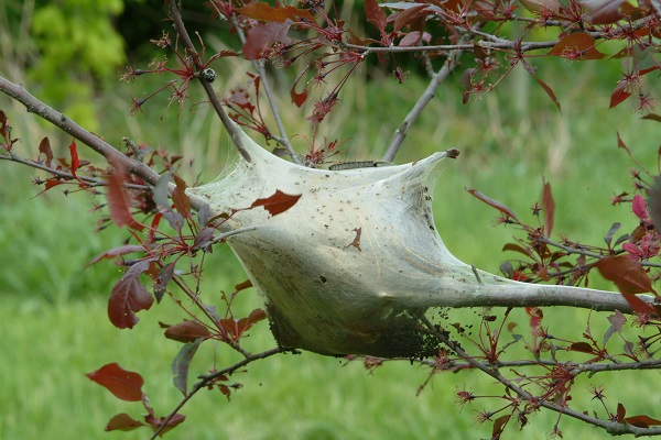 Figure 3. An eastern tent caterpillar nest.