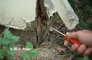 Wood-to-ground contact aids entry into buildings