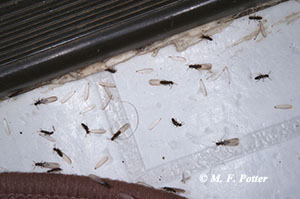  (a) mud tunnels, (b) swarmers, (c) damaged wood with soil in the galleries.