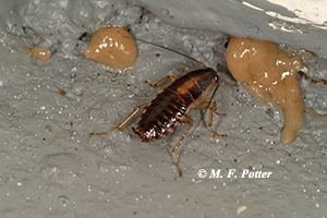 Gel baits applied with a syringe are often the most effective way to control cockroaches. Many smaller bait placements work better than a few large ones.  