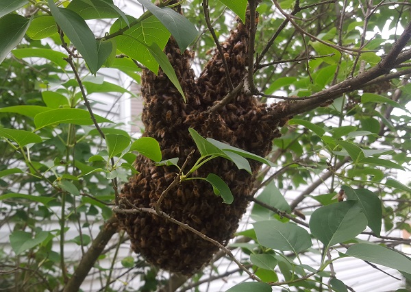 Figure 2. Honey bee swarms are common from late April through June.