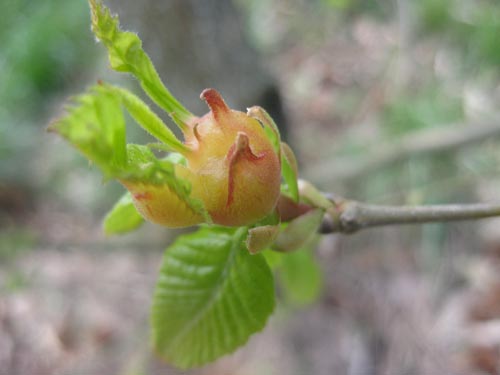 	These hatch soon after, and larvae feed briefly before going into diapause. Larvae overwinter within dormant buds and are impossible to detect visually, remaining inactive until buds expand the following spring.