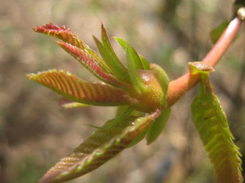 Larval growth begins at budbreak, and induces very rapid formation of the conspicuous stem, petiole, or leaf galls.