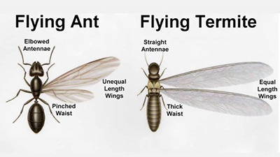 Appearance of winged ants (left) versus winged termites (right). Note the pinched waist and elbowed antennae on the ant.