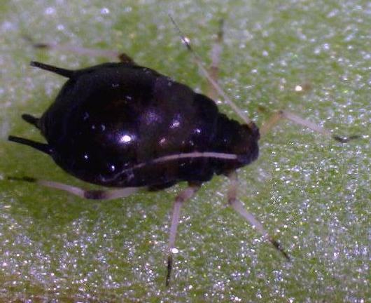 Aphis craccivora (photo by Cristina Brady)