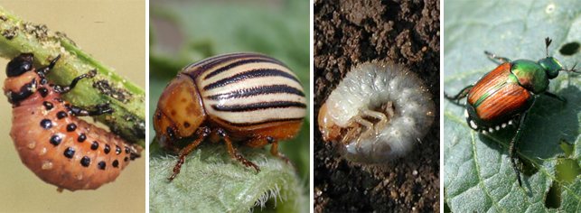 some garden beetles