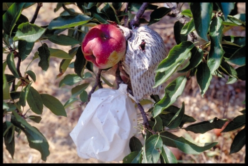 bagged apples