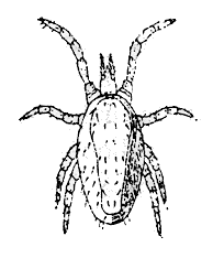 Bird Mite