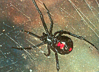 Black Widow Spider