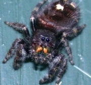 Jumping Spider