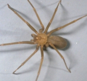 Brown Recluse Spider