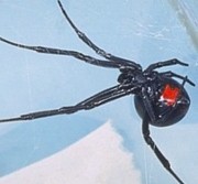 Black Widow Spider