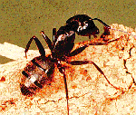 Carpenter Ant