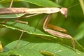 Mantid