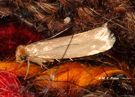 Adult webbing clothes moths (top) are sometimes mistaken for grain-infesting moths, such as the Indianmeal moth (bottom).
